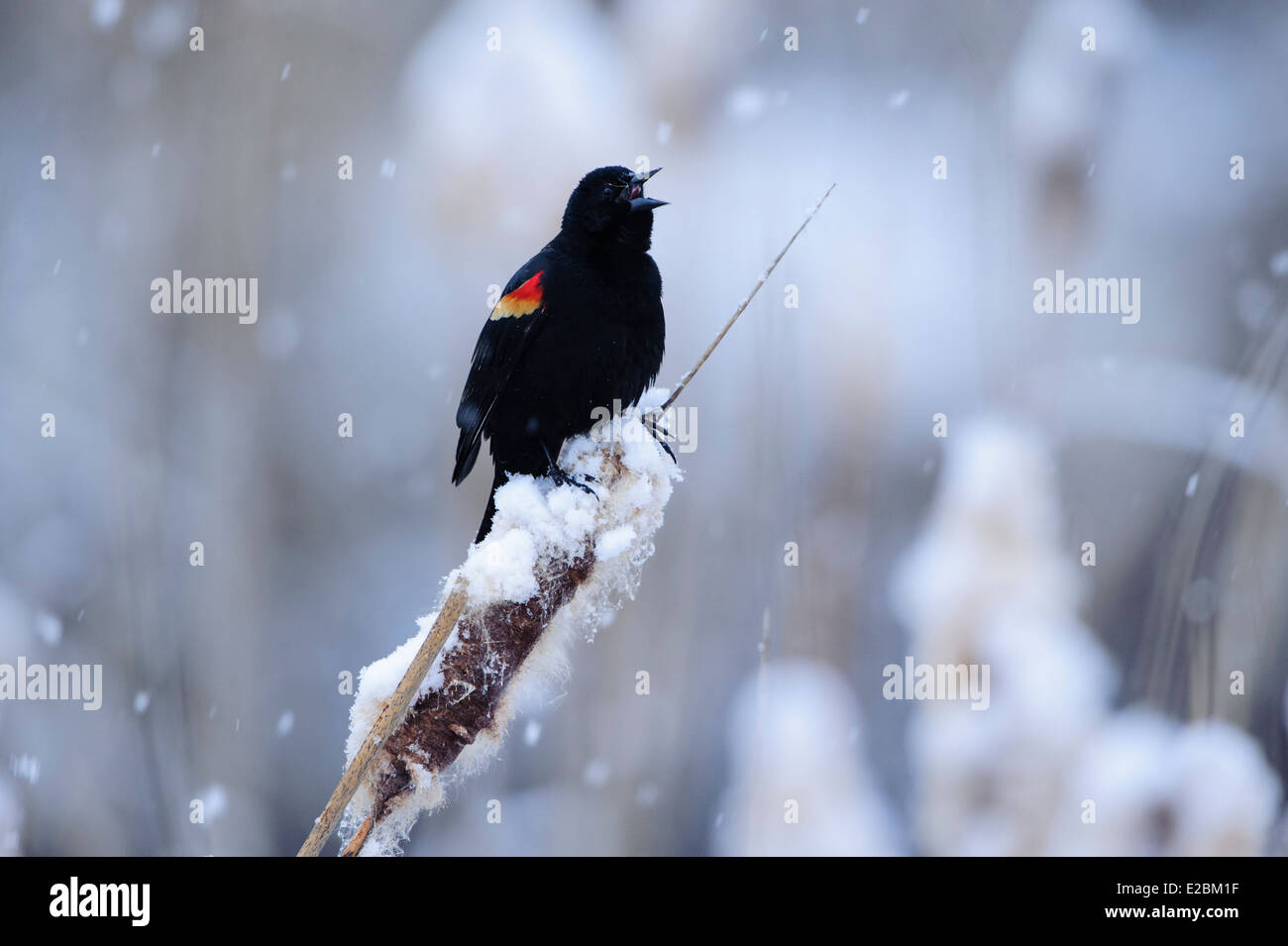 Un rosso-winged blackbird canta per un compagno durante una primavera precoce nevicata, Missoula, Montana Foto Stock