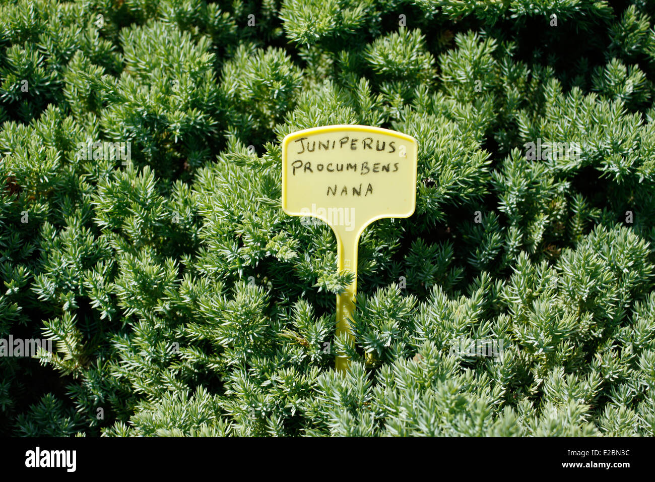 Il ginepro, Juniperus Procumbens Nana, Monastero di La Grande Chartreuse nelle Alpi, Isère, Rhône-Alpes, in Francia. Foto Stock