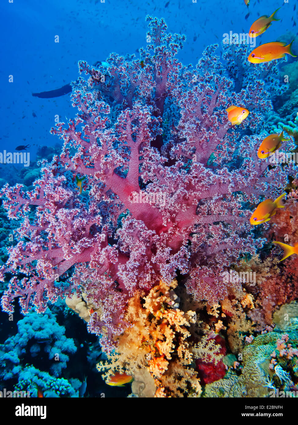 Colorati coralli molli Foto stock - Alamy