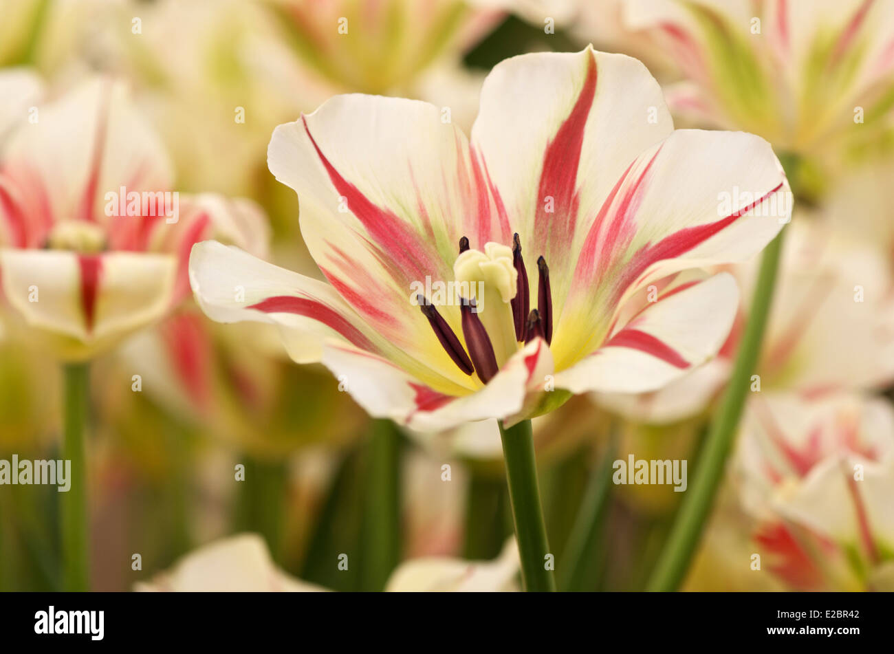 Tulip Flaming Verde primavera Foto Stock