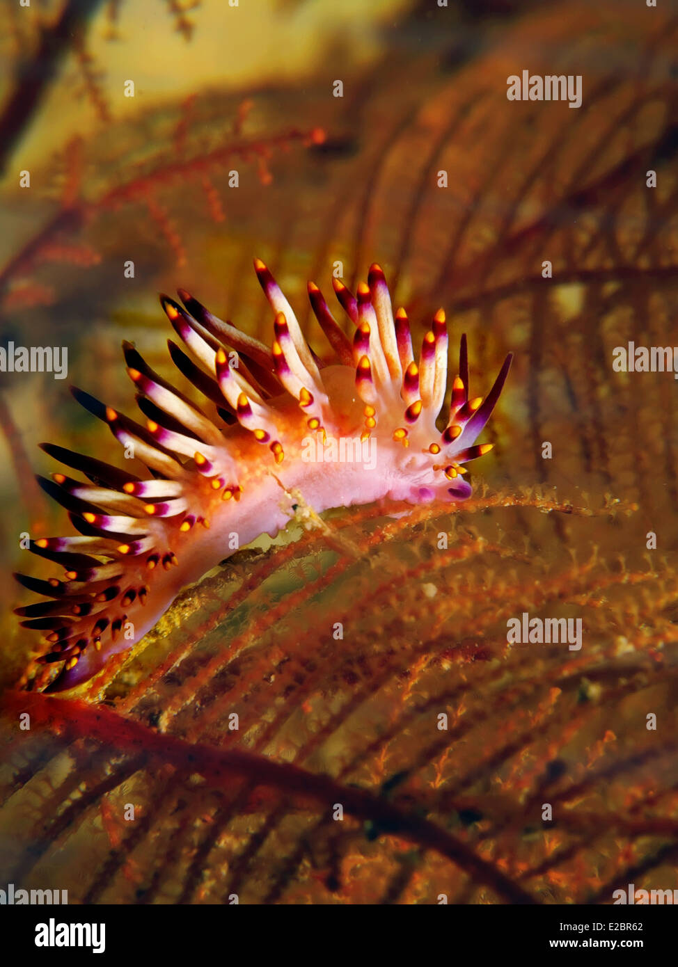 Mare Flabelline Slug. Preso in Mar Rosso, Egitto. Foto Stock