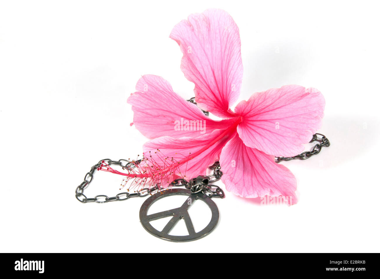 Ibisco rosa con dei fiori argento pendente di pace come simbolo di anni sessanta flower power Foto Stock