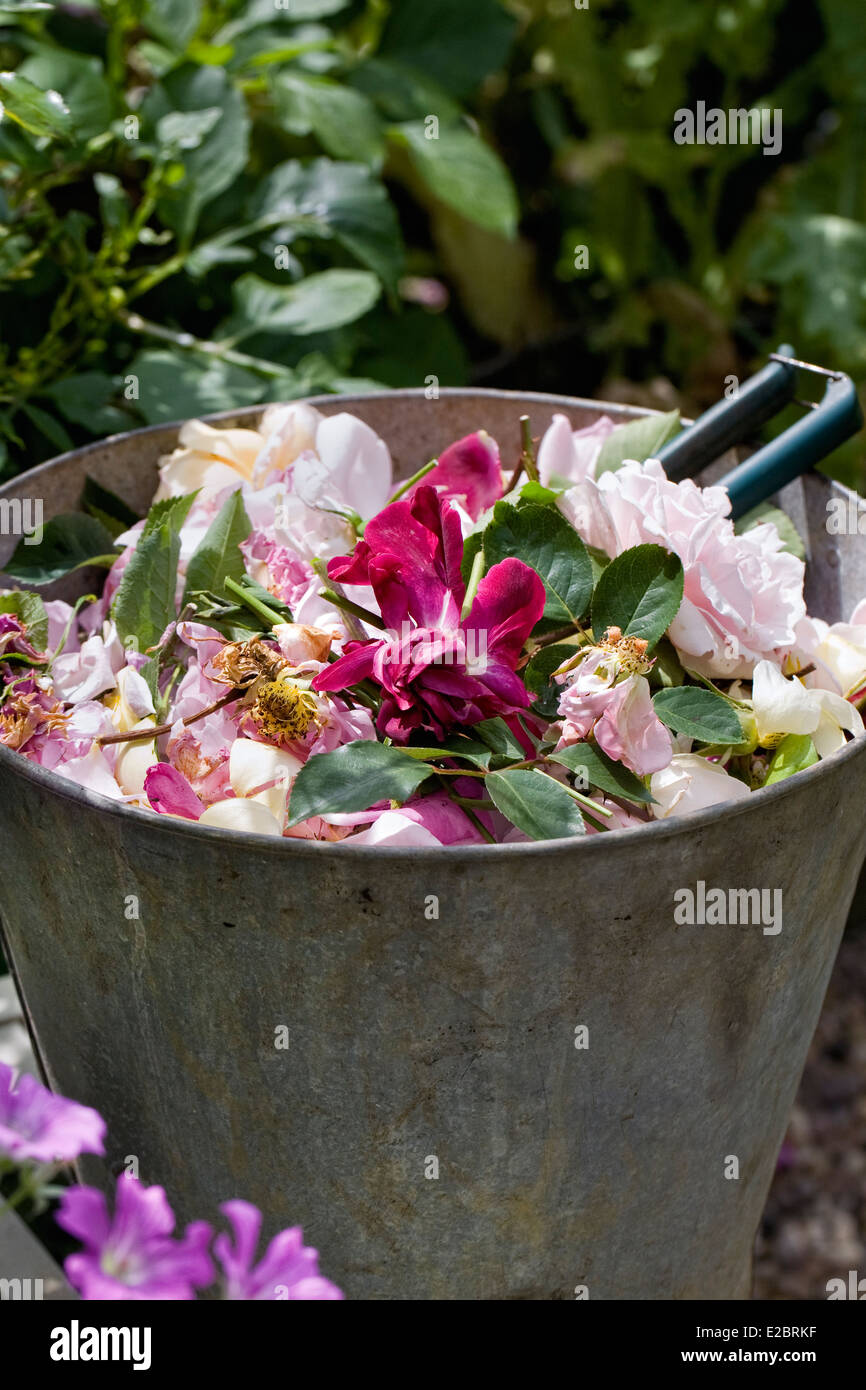 Deadheading roses in estate. Foto Stock