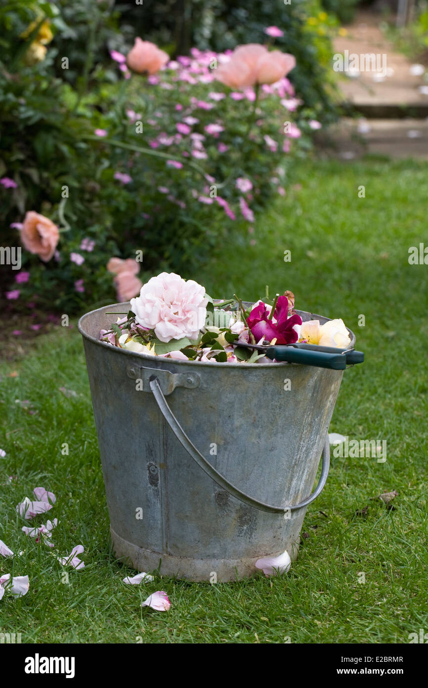 Deadheading Rose in un giardino estivo. Foto Stock