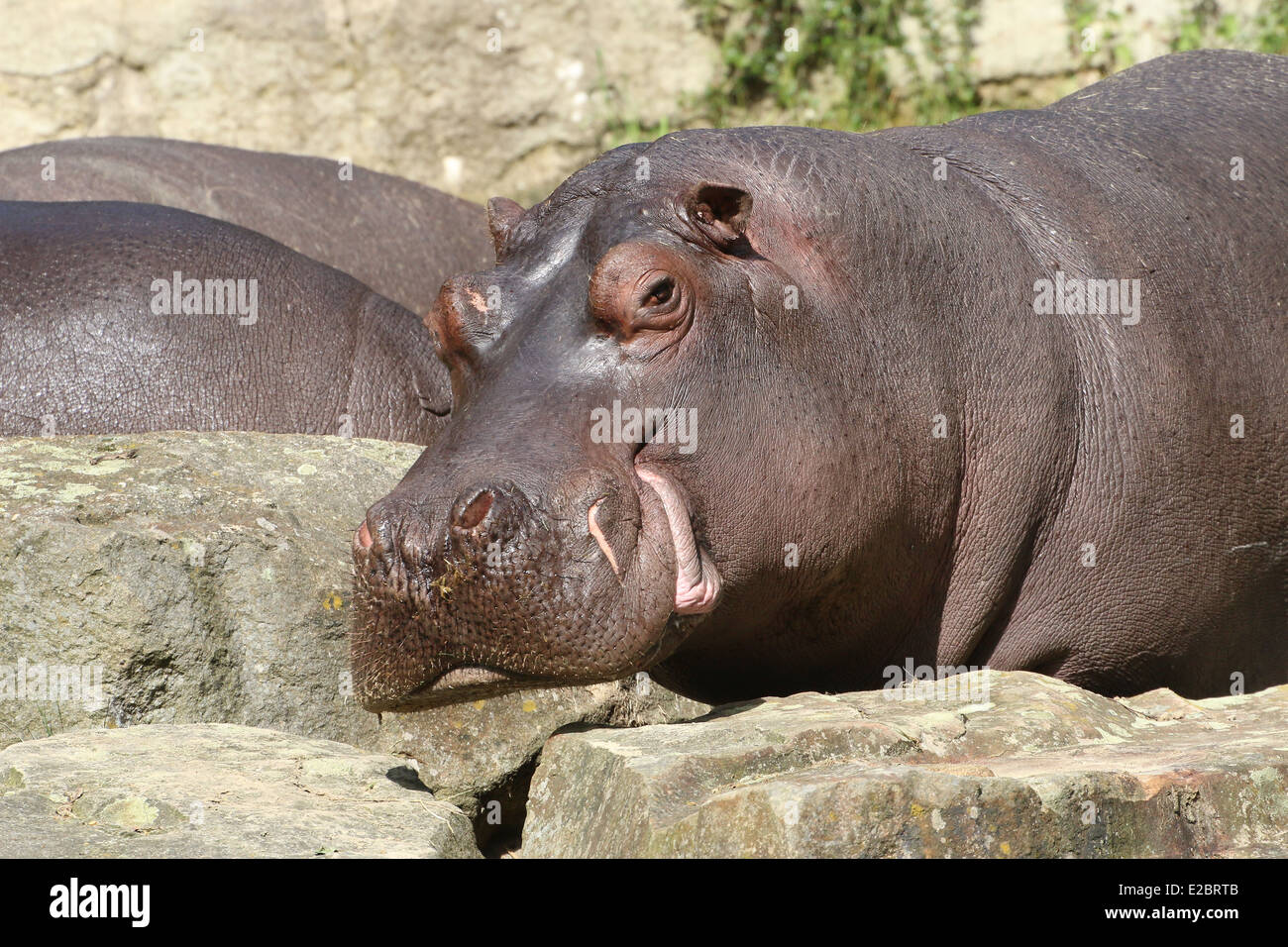 Ippona (Hippopotamus amphibius) close-up di testa Foto Stock