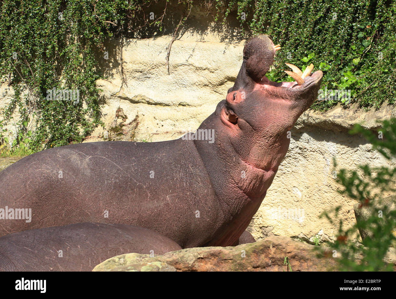 Ippona (Hippopotamus amphibius) muggito a voce alta Foto Stock