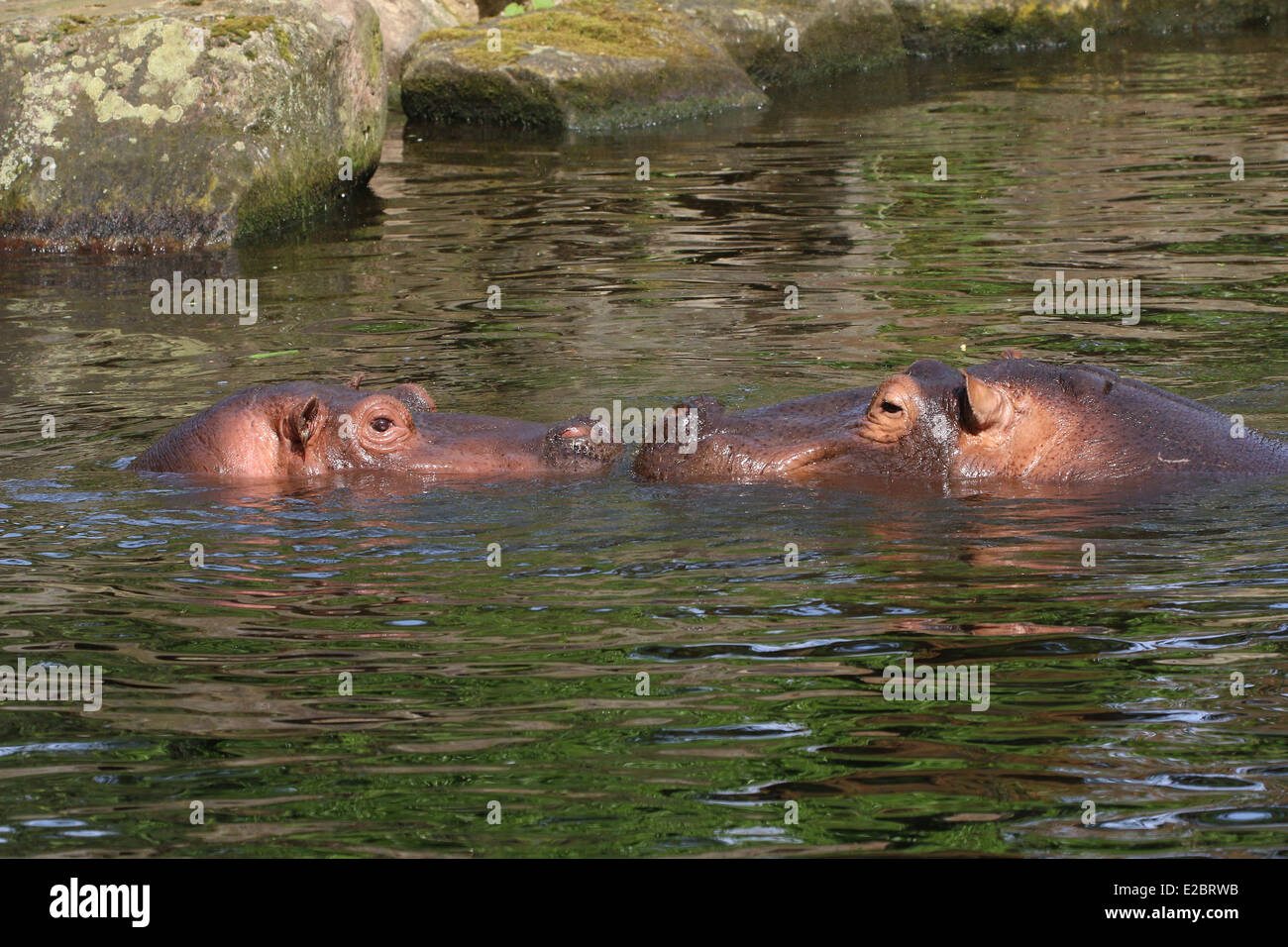 Incontro di due hippos (Hippopotamus amphibius) nell'acqua Foto Stock