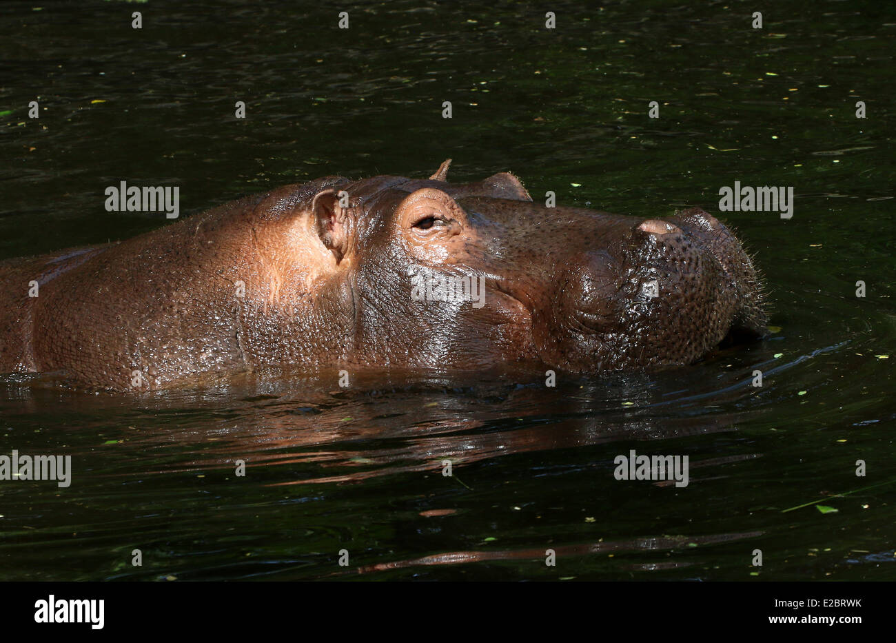 Ippona (Hippopotamus amphibius) close-up Foto Stock