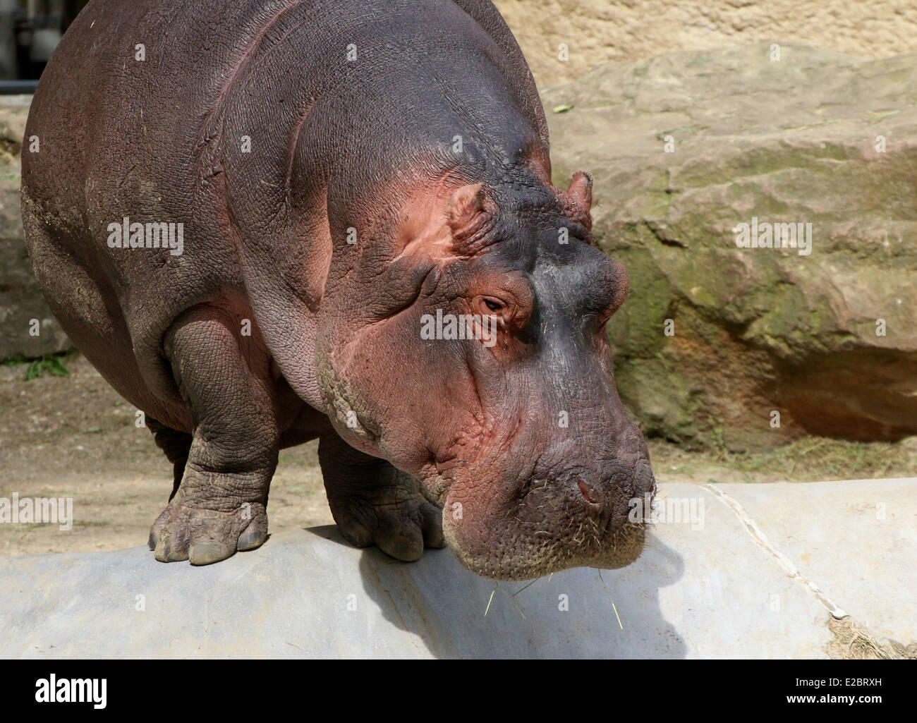 Ippona (Hippopotamus amphibius) Foto Stock