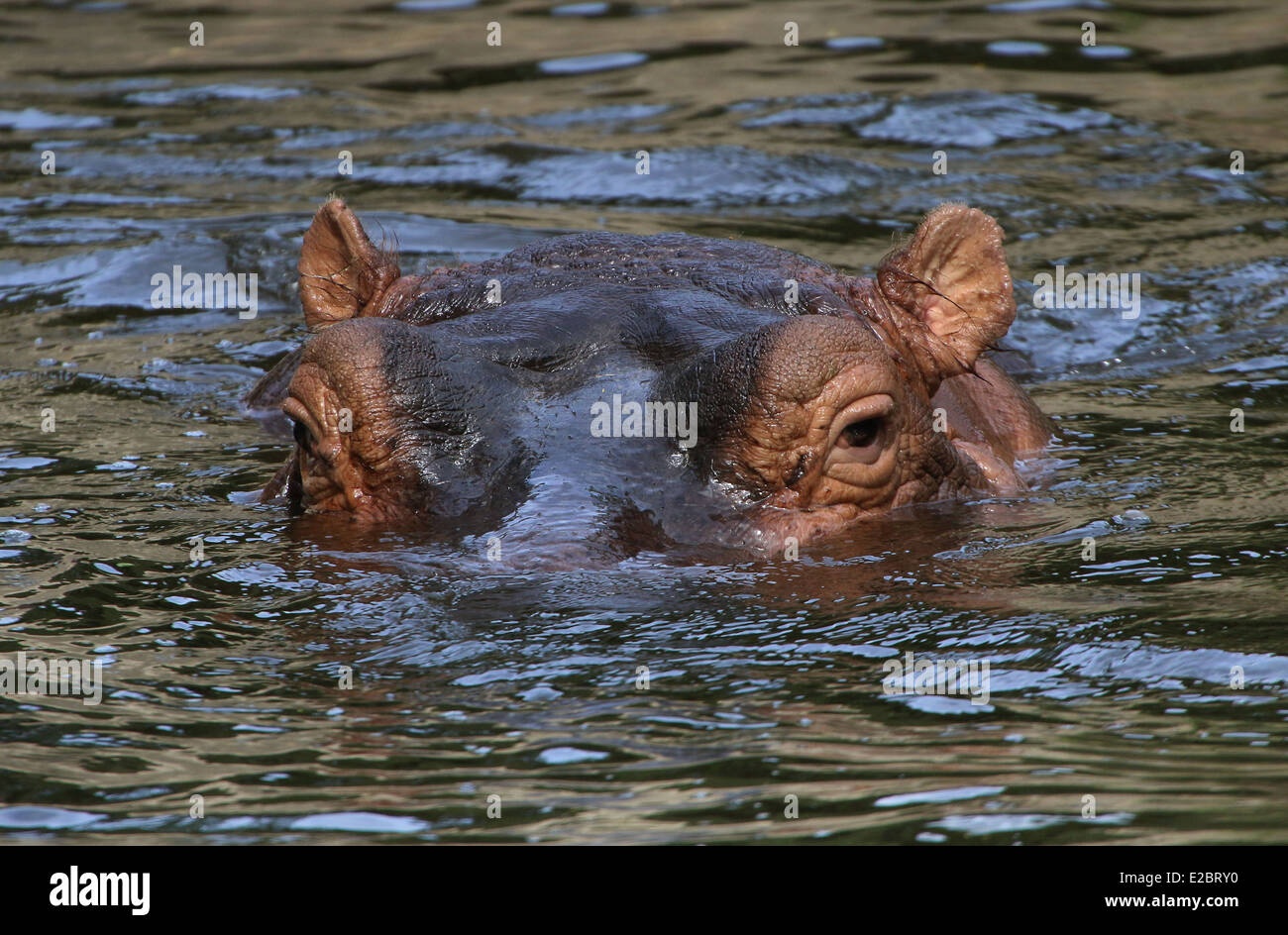 Ippona (Hippopotamus amphibius) close-up di sommità della testa, solo gli occhi e le orecchie visibili Foto Stock