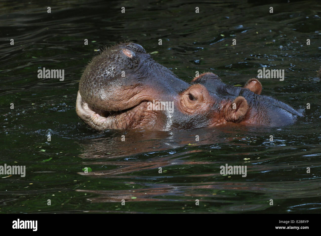 Manto di Ippona (Hippopotamus amphibius) close-up di testa e museruola Foto Stock