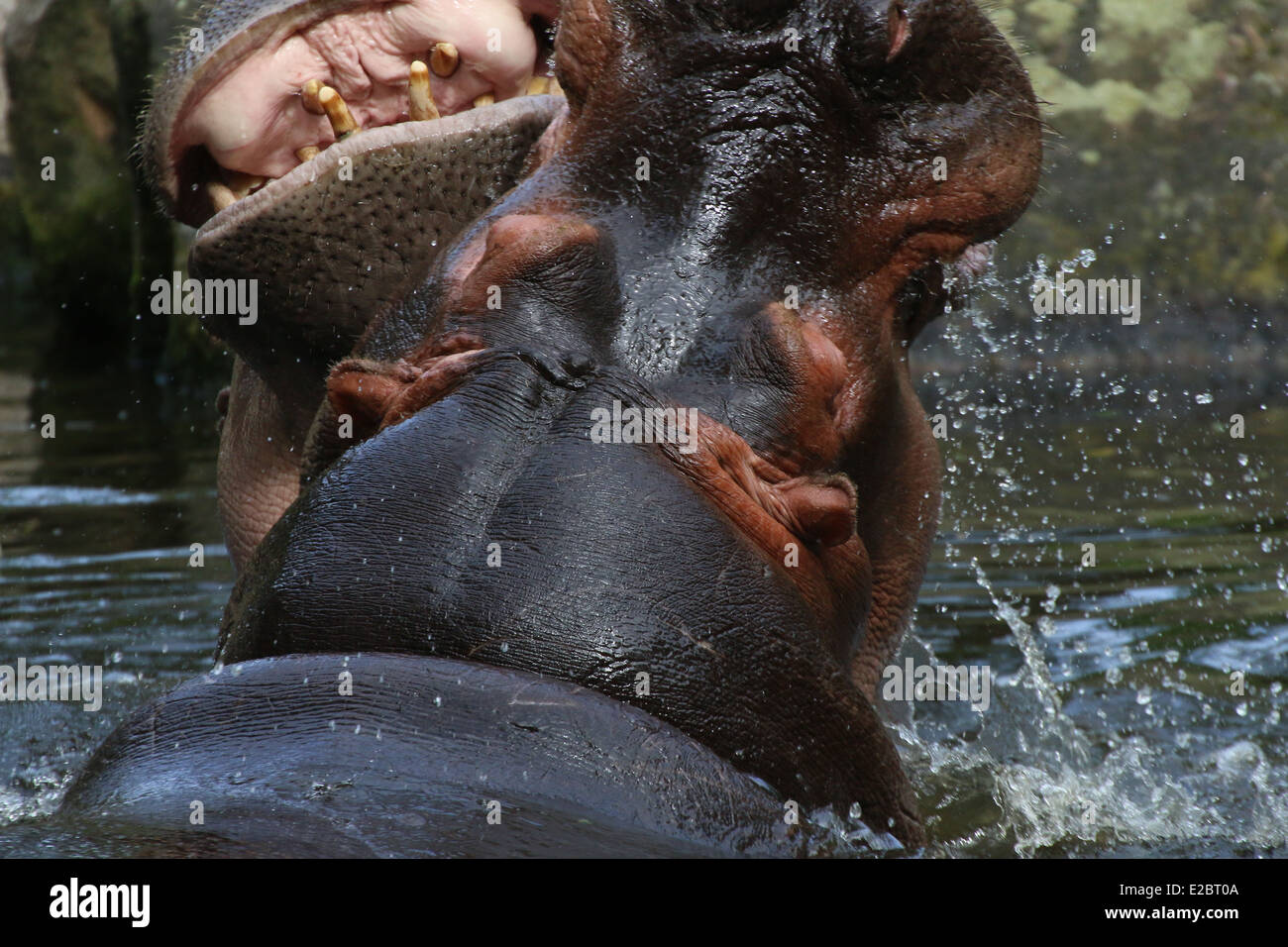 Arrabbiato combattimenti ippopotami (Hippopotamus amphibius) in close-up Foto Stock