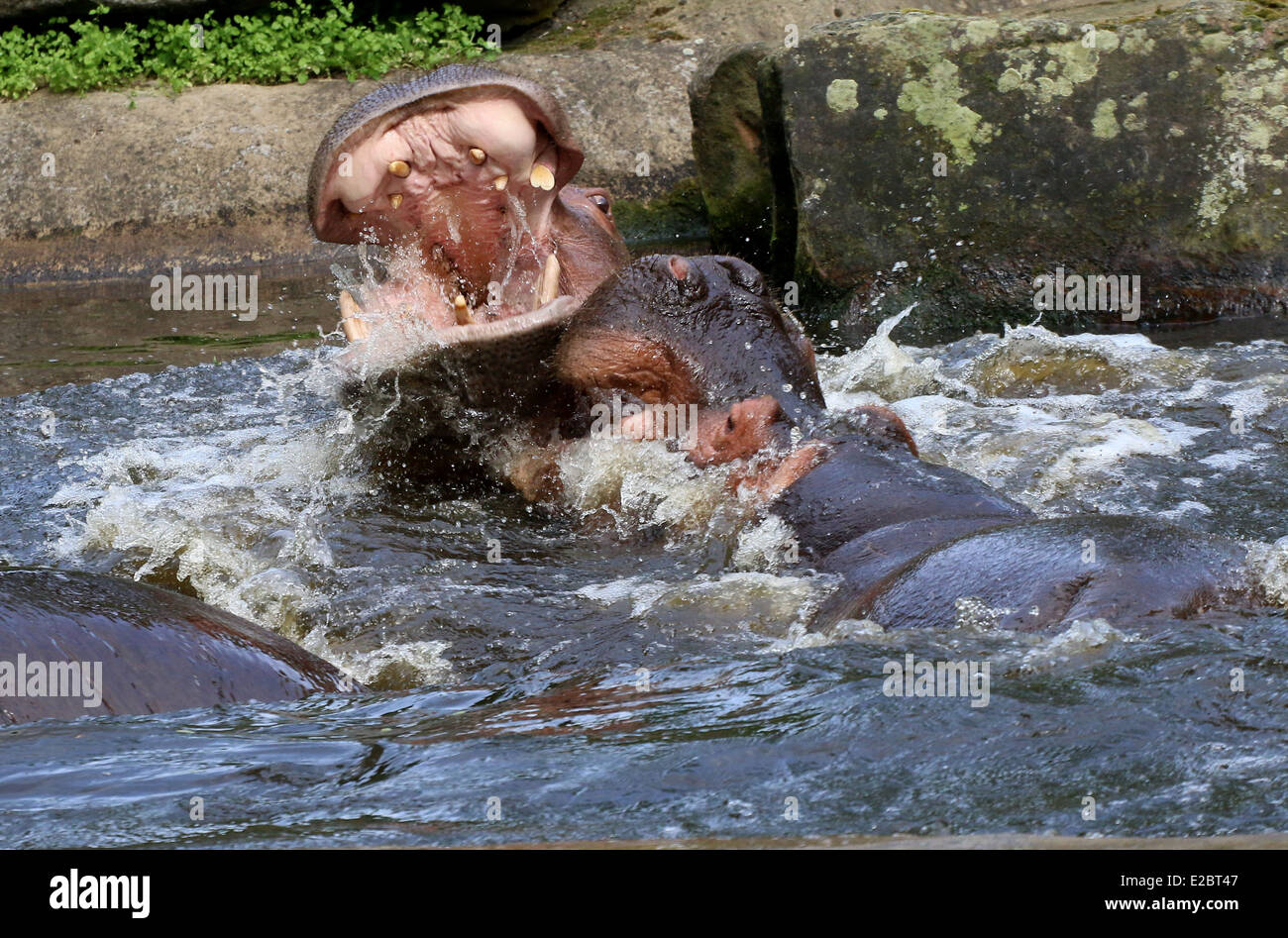 Due scontri ippopotami (Hippopotamus amphibius) in close-up, la spruzzatura di acqua ovunque Foto Stock