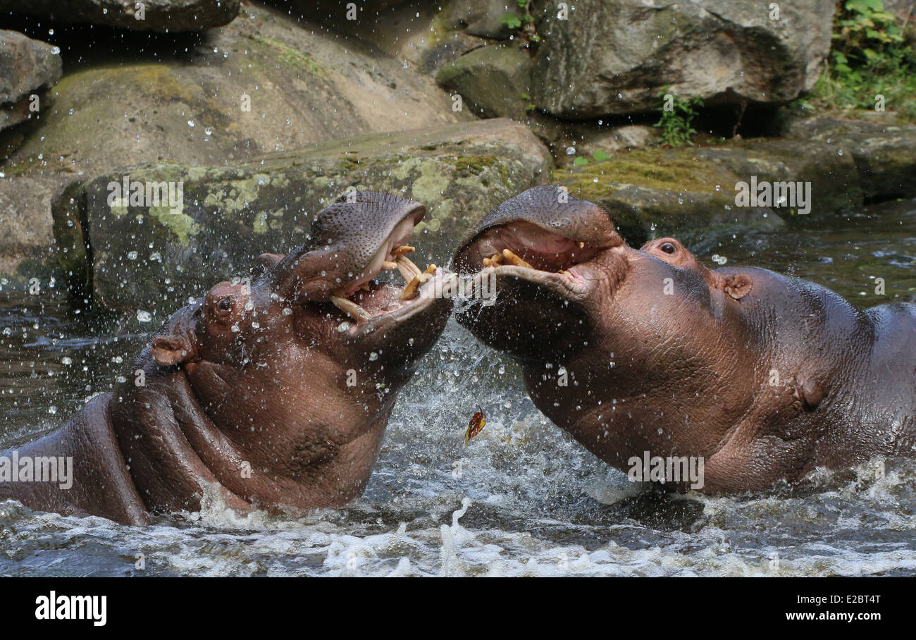 Combattimenti ippopotami (Hippopotamus amphibius) in close-up, la spruzzatura di acqua ovunque Foto Stock