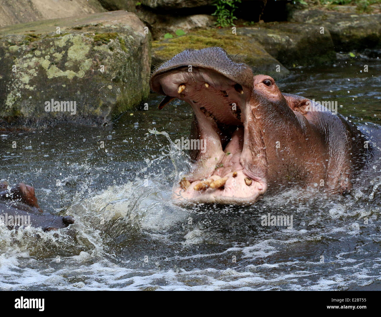 Arrabbiato Ippona (Hippopotamus amphibius) close-up, la bocca aperta, mostrando i denti durante il combattimento contro un altro Ippona Foto Stock