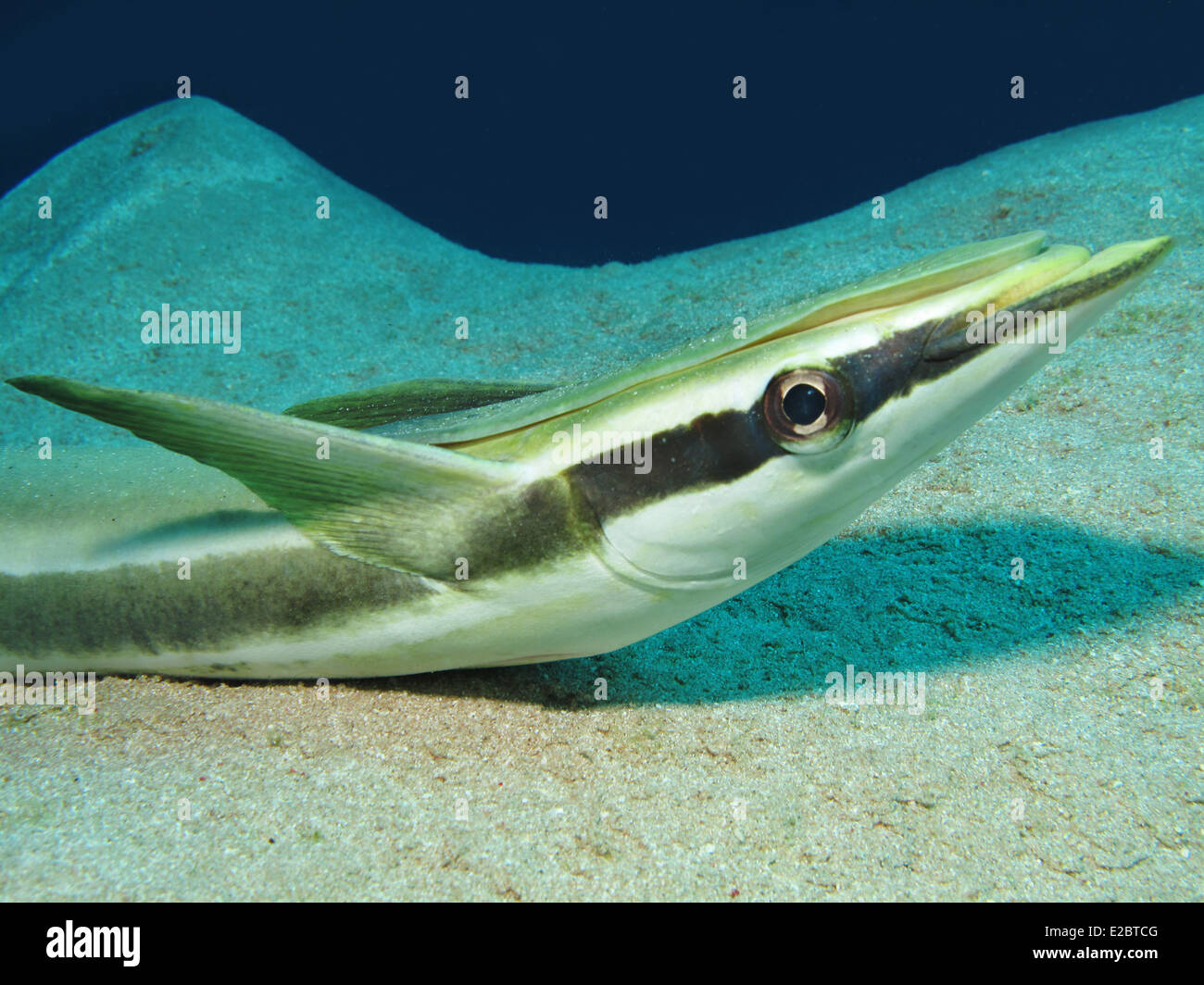 Sharksucker (Echeneis naucrates) Foto Stock