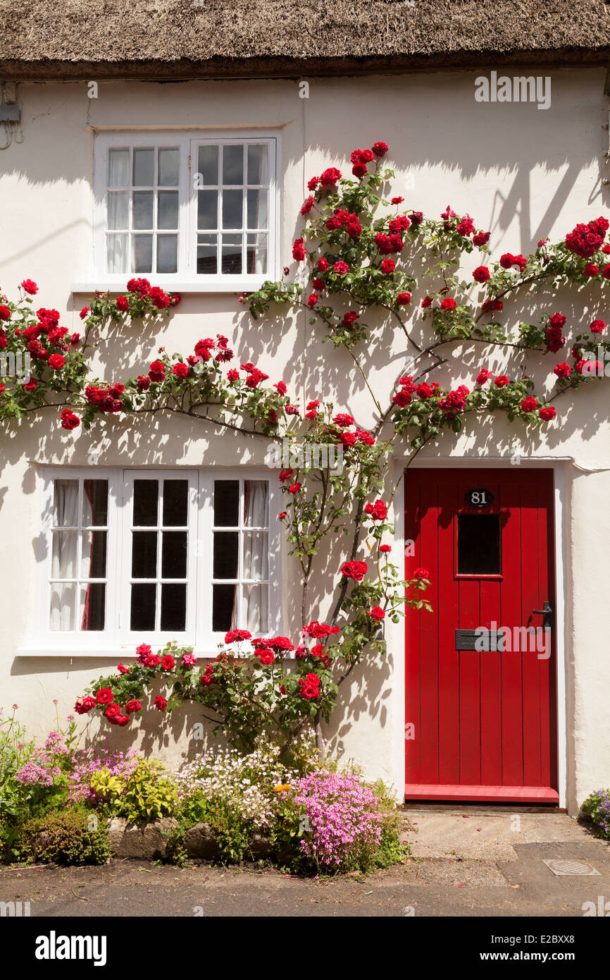 Rosso rosa rampicante in fiore su una bianca casa cottage, Burton Bradstock village, Dorset England Regno Unito Foto Stock