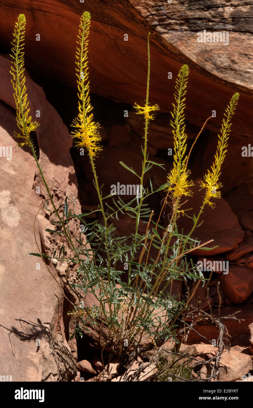 Principe Plume (Stanleya pinnata) in Eastern Utah Foto Stock