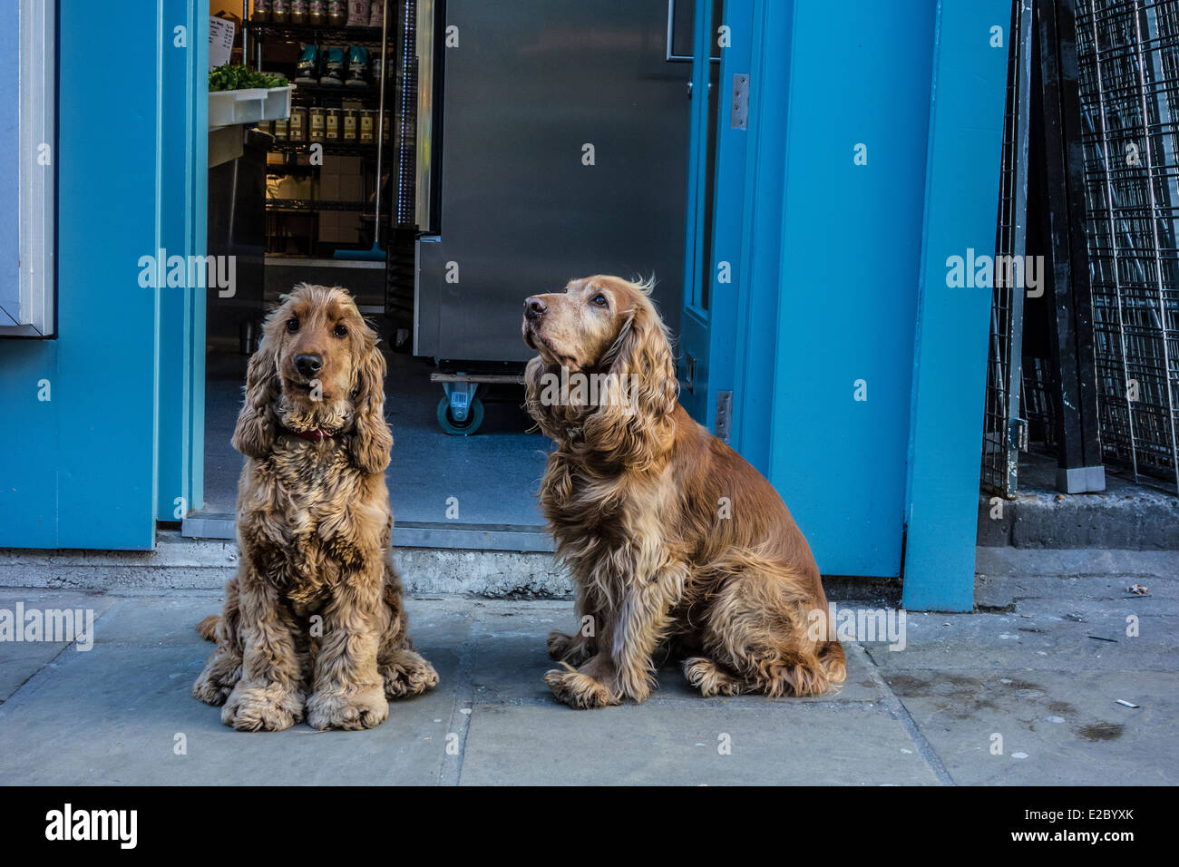 Due cani Spaniel aspettando pazientemente al di fuori di un negozio di alimentari Foto Stock