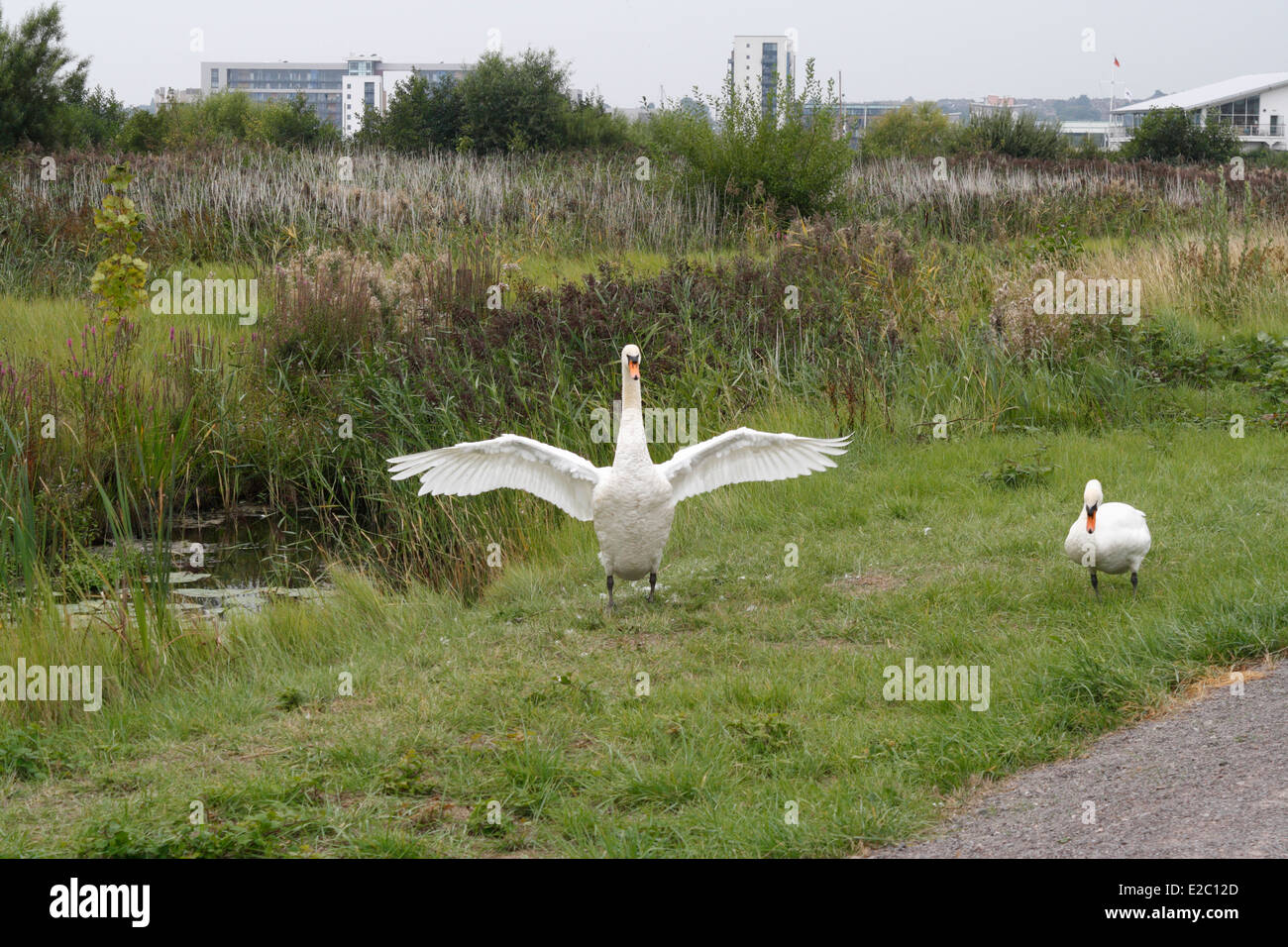 Un cigno che si estende sulle ali, riserva naturale della zona umida della baia di Cardiff, punto di riferimento per la biodiversità urbana di Wales UK Reedbeds Foto Stock