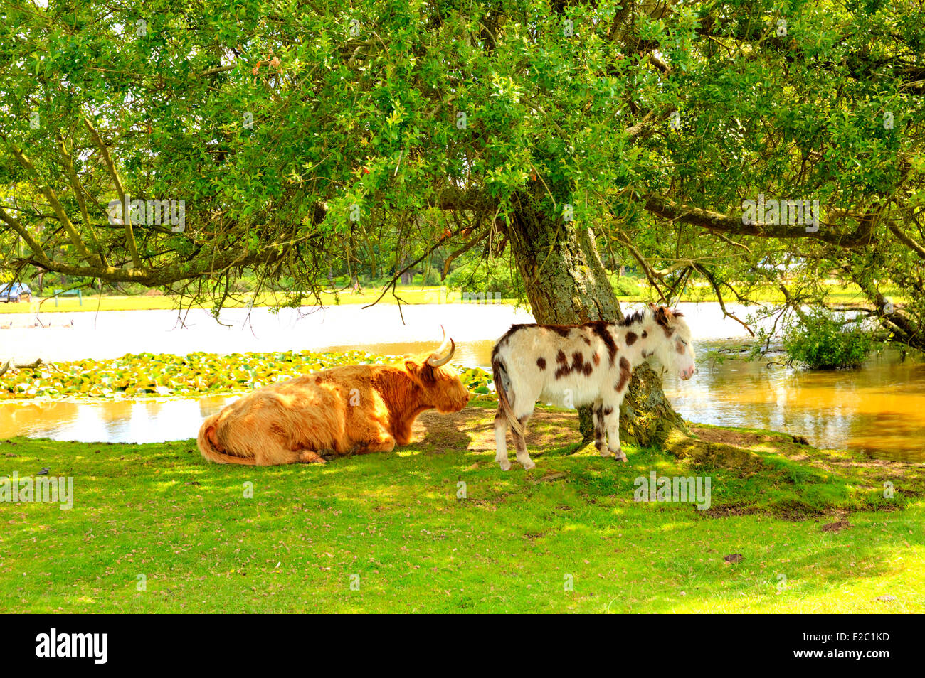 Nuovo gli animali del bosco sotto agli alberi Hampshire REGNO UNITO Inghilterra popolare località turistica Foto Stock