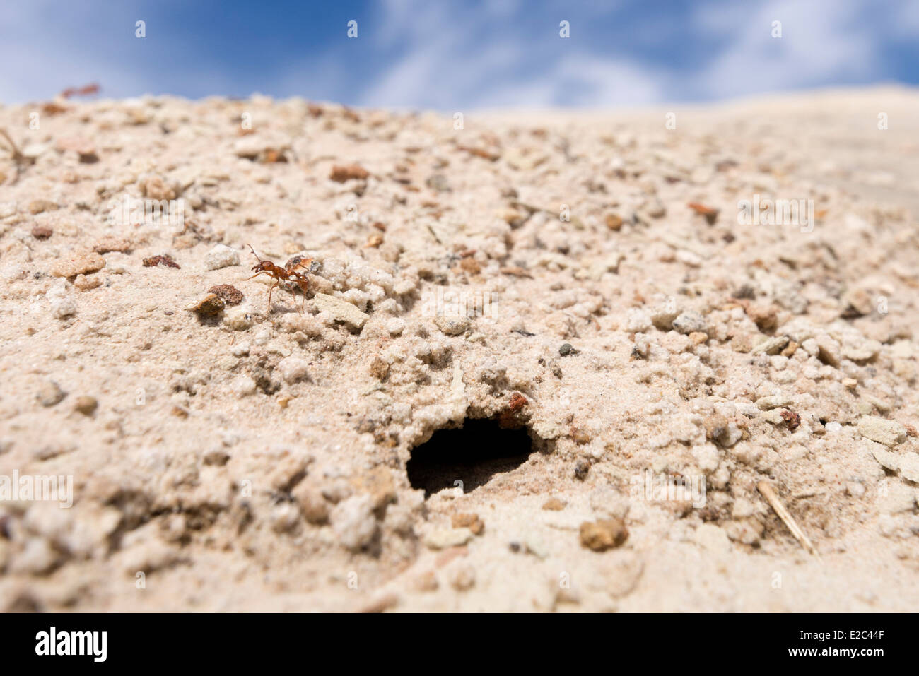 Ant Hill e formiche nel deserto del sud dell'Utah. Foto Stock