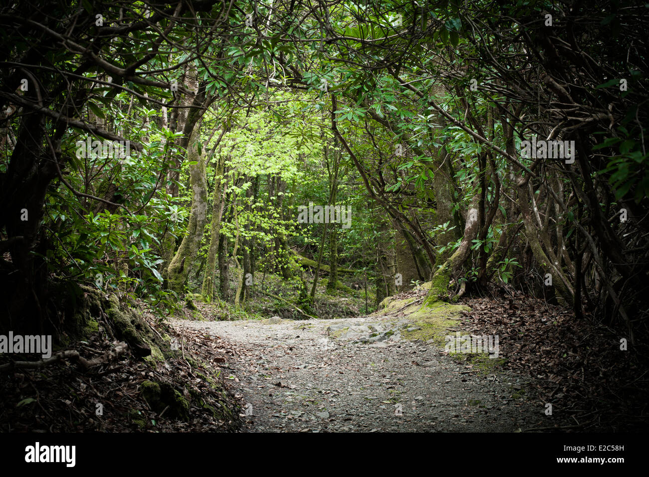 Misterioso sentiero del bosco passando attraverso una foresta Foto Stock