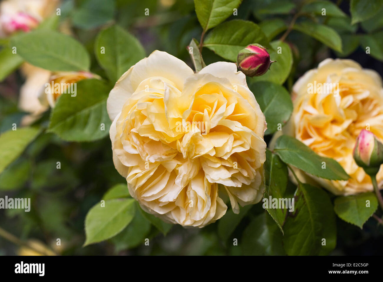 Rosa "Teasing Georgia" . Giallo rosa rampicante in un giardino inglese. Foto Stock