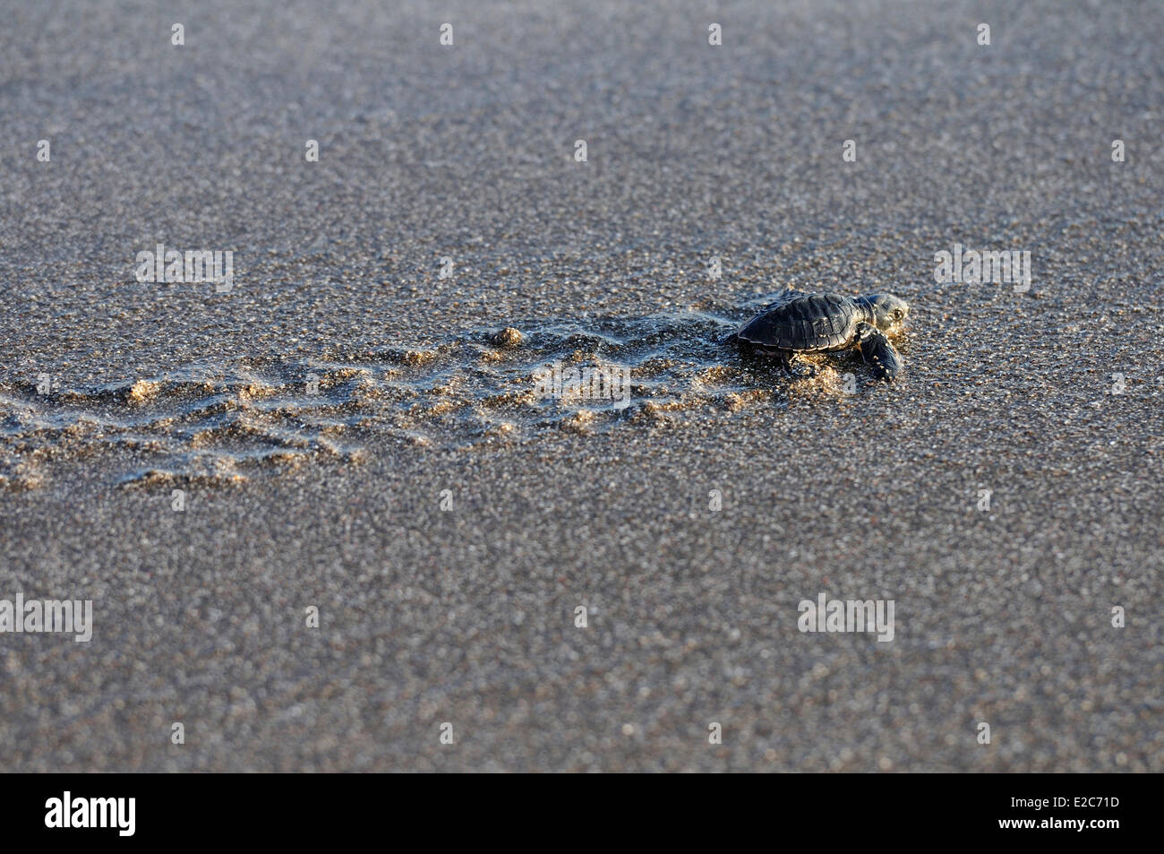 Indonesia, Bali, rilascio di baby tartarughe sulla spiaggia di Kuta beach dalla tartaruga di mare Programma di protezione Foto Stock