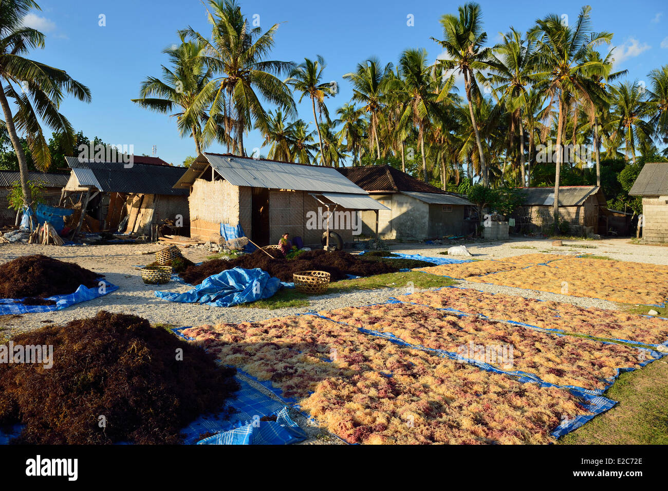 Indonesia Bali Nusa Lembongan Island, gli isolani vivono sulla coltivazione di alghe marine Foto Stock