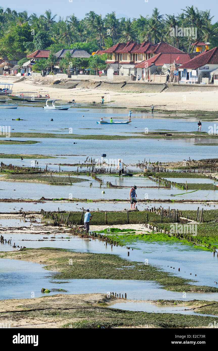 Indonesia Bali Nusa Lembongan Island, gli isolani vivono sulla coltivazione di alghe marine Foto Stock