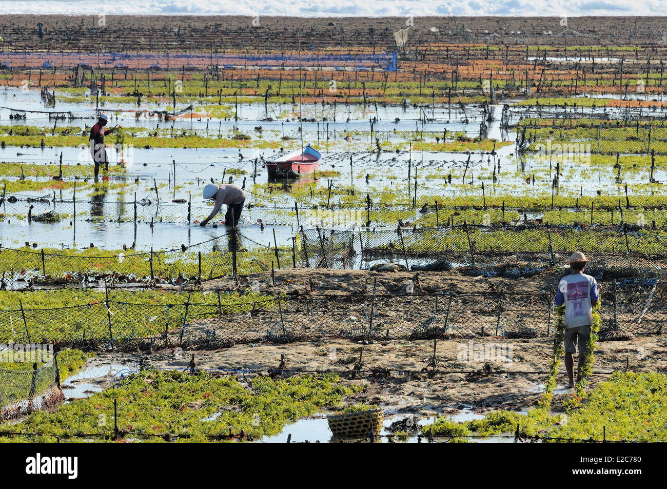 Indonesia Bali Nusa Lembongan Island, gli isolani vivono sulla coltivazione di alghe marine Foto Stock