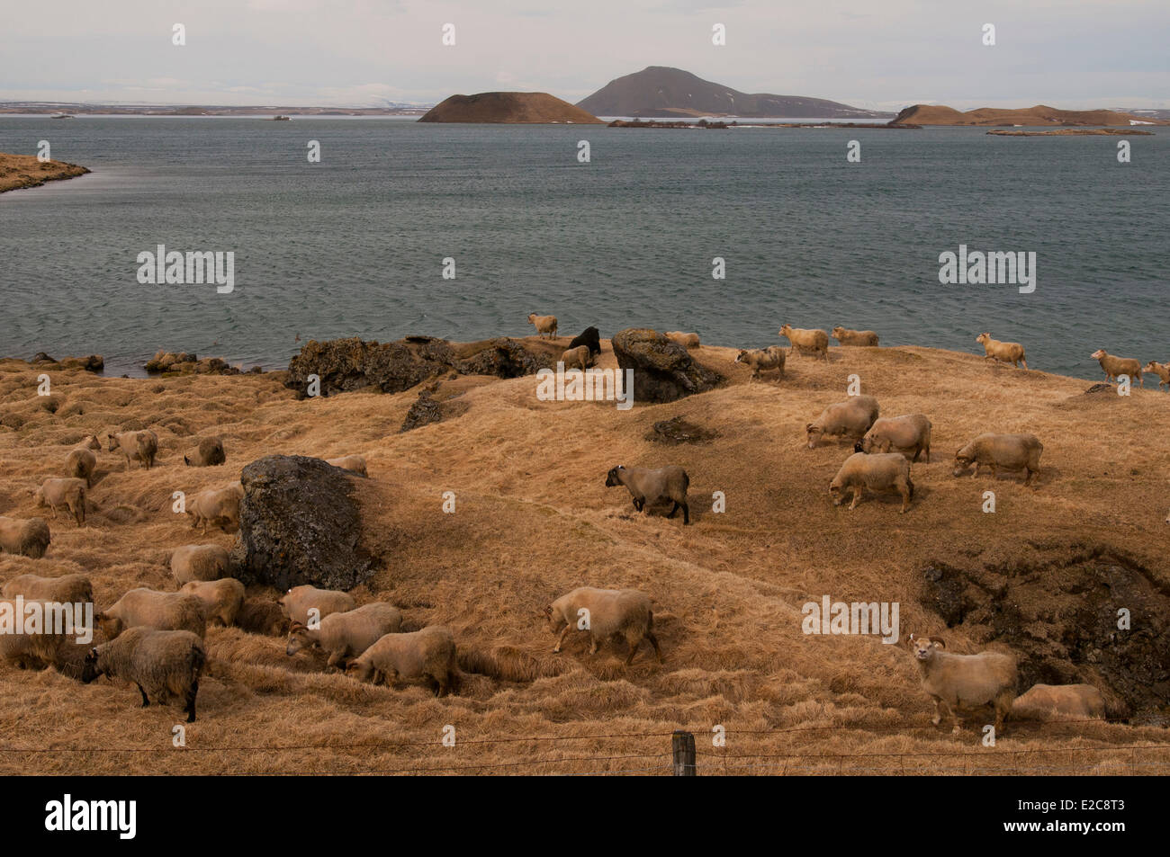 L'Islanda, Nordurland Eystra Regione Lago Myvatn, pecore Foto Stock