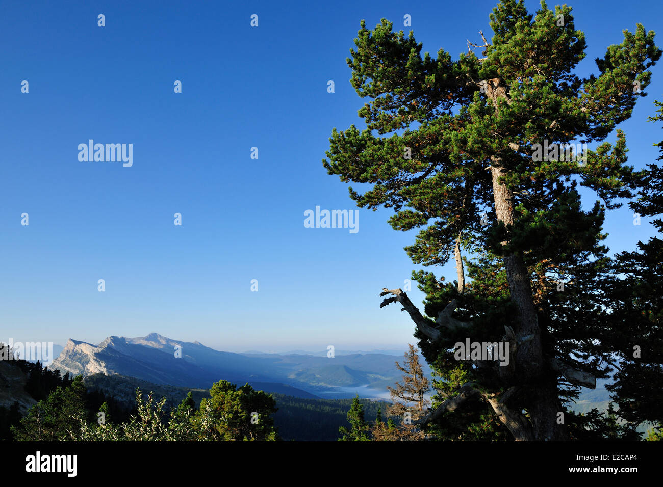 Francia, Isere, Parc Naturel Regional du Vercors (Parco Naturale Regionale del Vercors), nord del promontorio della barriera orientale di Vercors, i picchi della Grande Roche Saint Michel (frazioni di Moucherotte), la GR9 sentiero escursionistico Foto Stock