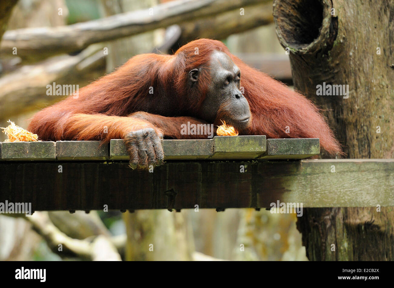 Singapore, Singapore Zoo, bornean Orang Utan Foto Stock
