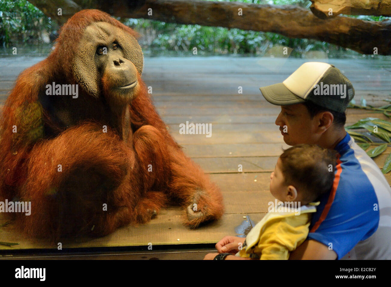 Singapore, Singapore Zoo, Sumatra Orang Utan Foto Stock