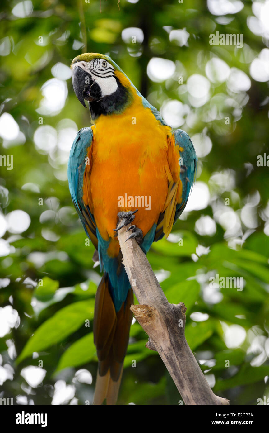 Singapore, Singapore Zoo, blu e giallo Macaw (Ara ararauna), noto anche come il Blu e Oro Macaw Foto Stock