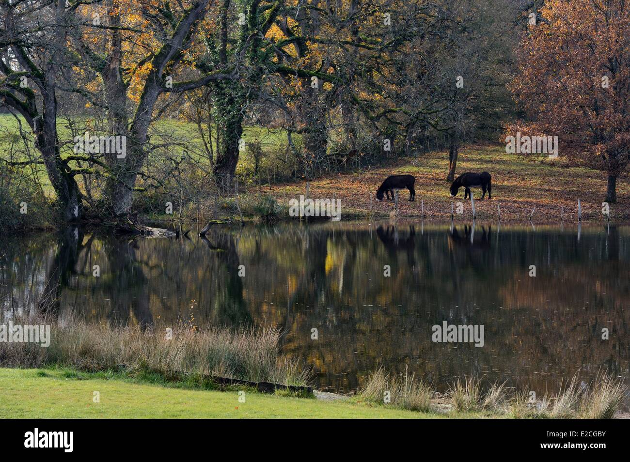 Francia, Indre, Berry, il Parco Naturale Regionale di La Brenne, Rosnay, asini nei pressi di un laghetto a Le Bouchet Foto Stock