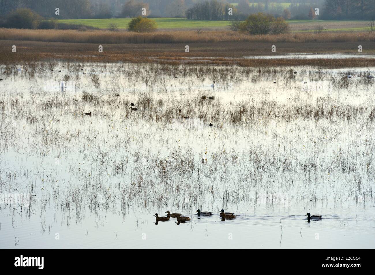 Francia, Indre, Berry, il Parco Naturale Regionale di La Brenne, Purais sullo stagno delle anatre e cigni Foto Stock