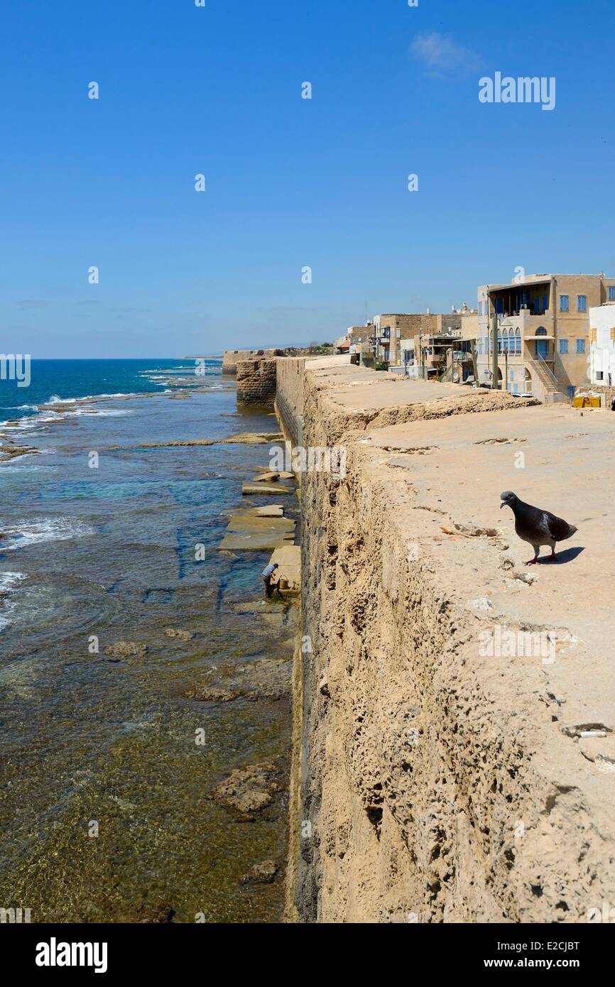 Israele, distretto del Nord, la Galilea acri (Akko), la città vecchia, elencato come patrimonio mondiale dall UNESCO, western sea wall Foto Stock
