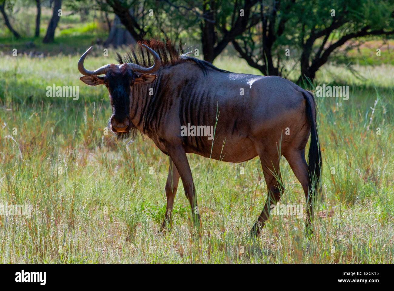 La Namibia, GNU (Connochaetes taurinus) Foto Stock