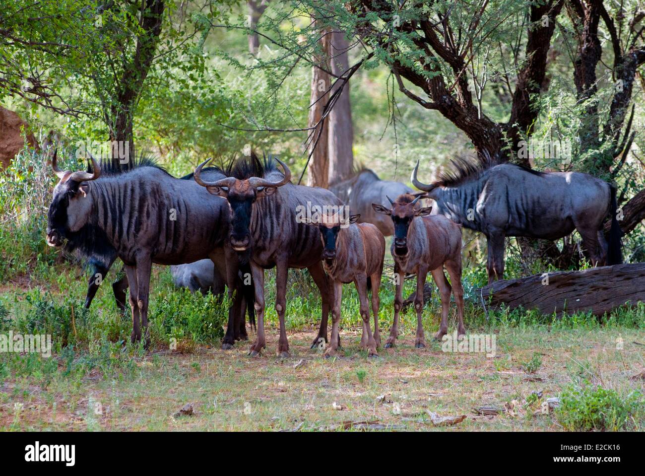La Namibia, GNU (Connochaetes taurinus) Foto Stock