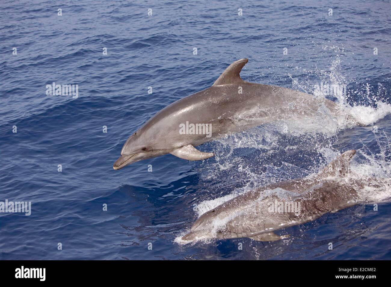 Mare Mediterraneo grandi delfini (tursiops truncatus) Foto Stock