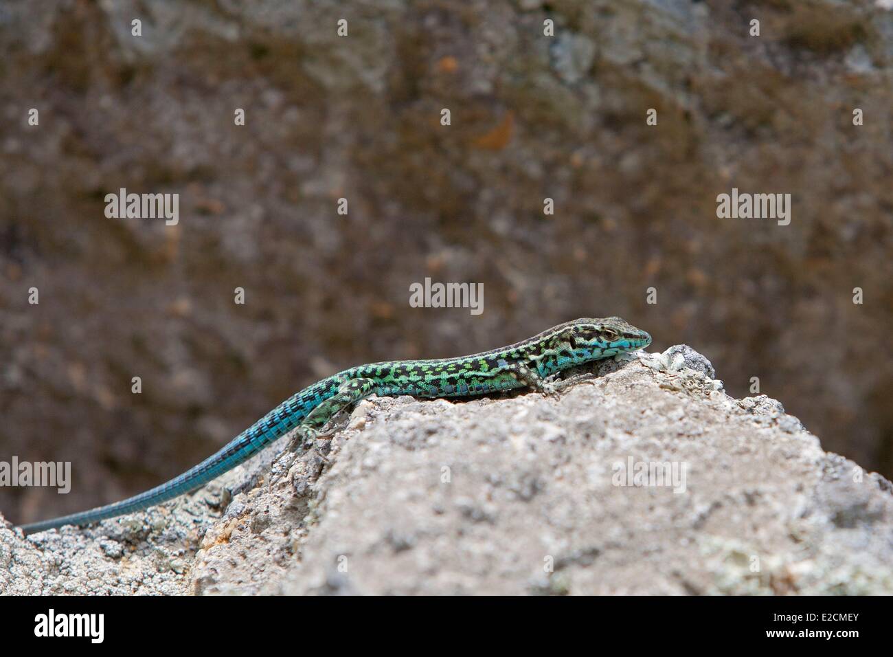 Italia Sardegna lizard (Podarcis tiliguerta) Foto Stock