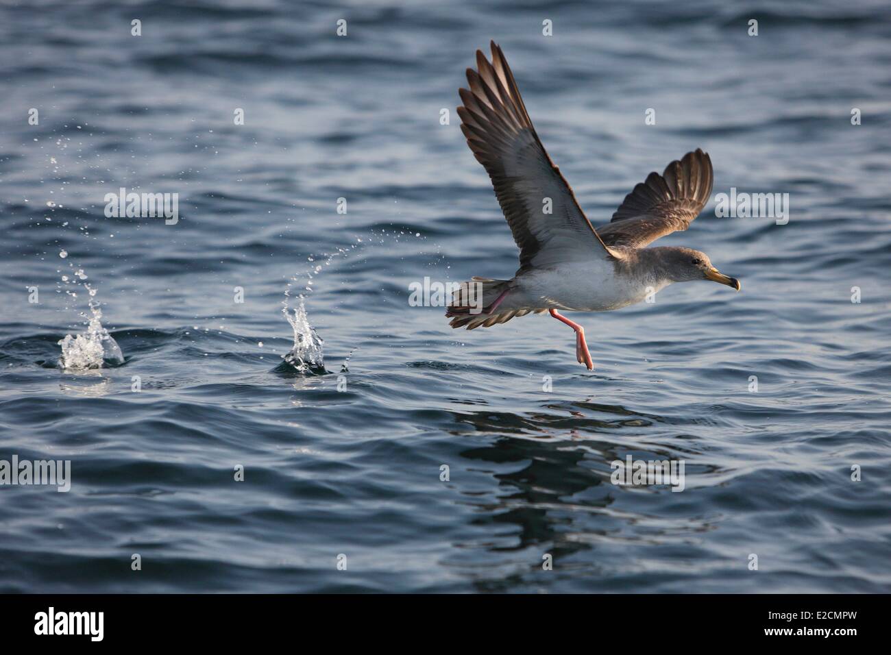 Algeria Orano shearwater (Calonectris diomedea) Foto Stock