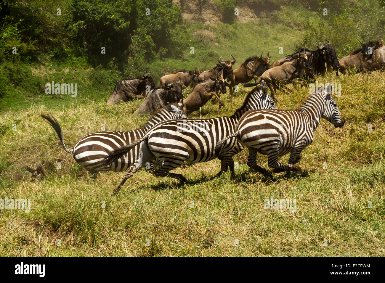 Kenia Masai Mara riserva nazionale di gnu (Connochaetes taurinus) Migrazione attraversando il fiume Talek con zebre Foto Stock