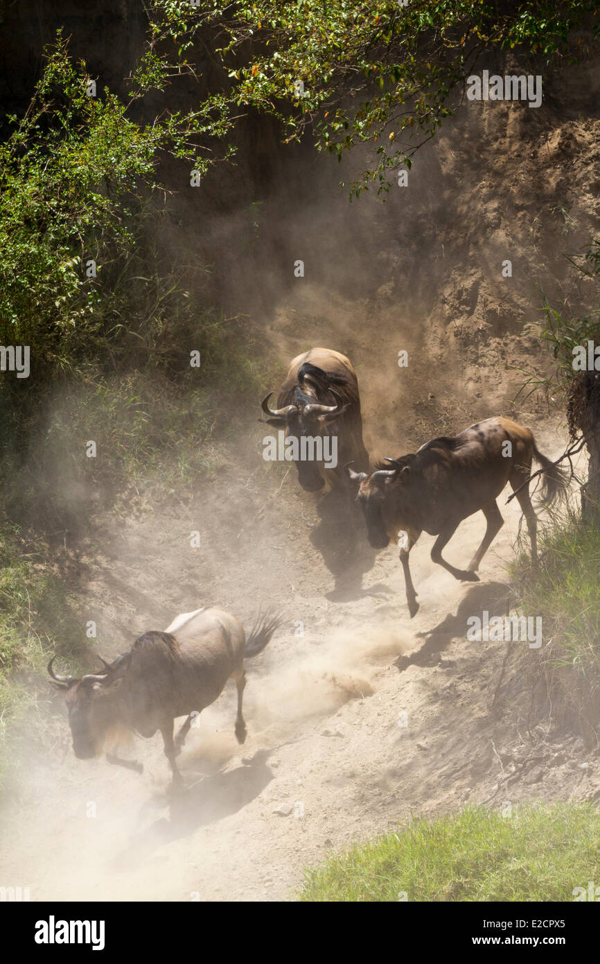 Kenia Masai Mara riserva nazionale di gnu (Connochaetes taurinus) Migrazione attraversando il fiume Talek Foto Stock