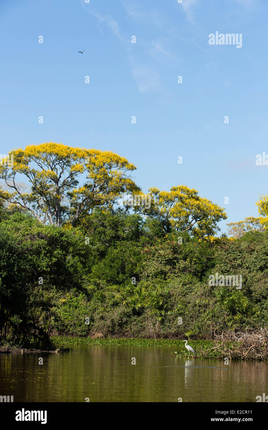Il Brasile Mato Grosso Pantanal zona elencata come patrimonio mondiale dall' UNESCO Golden tromba tree (tabebuia chrysotricha) Foto Stock