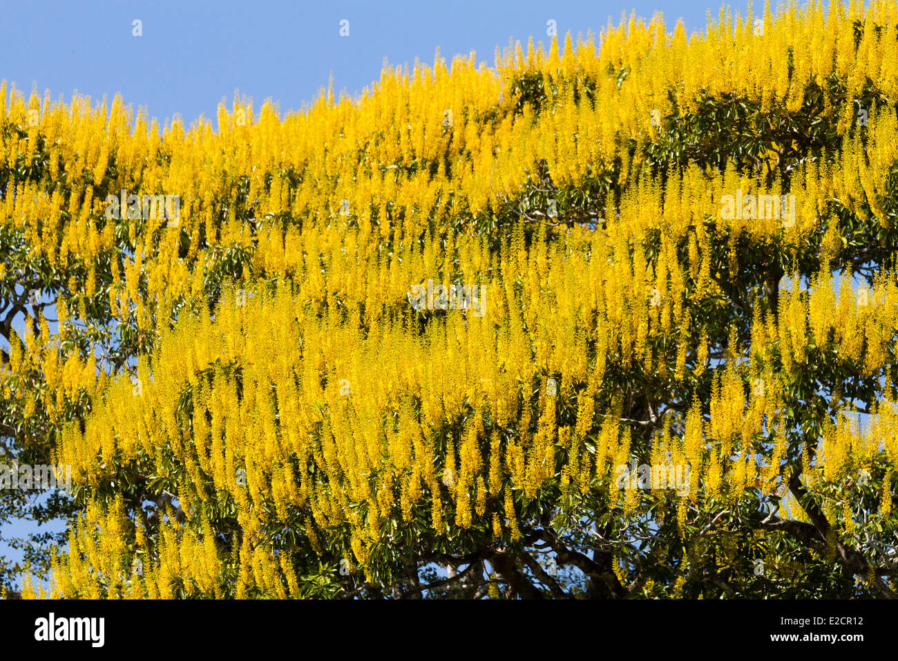 Il Brasile Mato Grosso Pantanal zona elencata come patrimonio mondiale dall' UNESCO Golden tromba tree (tabebuia chrysotricha) Foto Stock
