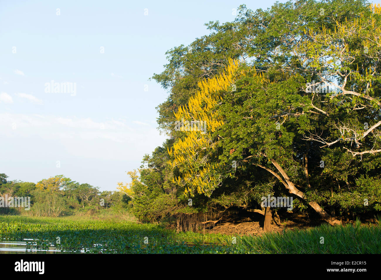 Il Brasile Mato Grosso Pantanal zona elencata come patrimonio mondiale dall' UNESCO Golden tromba tree (tabebuia chrysotricha) Foto Stock